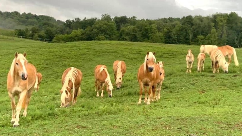 Haflingers grazing